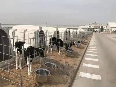 全面推進鄉村振興，畜牧養殖成為濱海新區新引擎